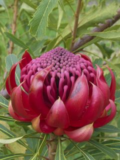 Telopea speciosissima - Waratah