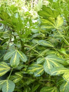 Pseudopanax Gecko Gold