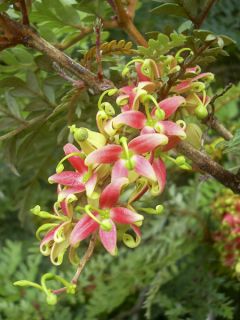 Lomatia ferruginea - Lomatie ferrugineuse