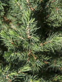 Sapinette blanche, Epinette blanche 'December' Sapinette blanche, Epinette blanche 'December'