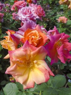 Rosier ancien Joseph's Coat en racines nues