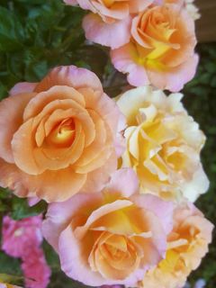 Rosier à fleurs groupées Rochemenier Village en racines nues.