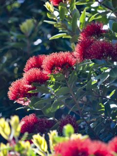 Metrosideros Mistral - Arbre de Noël de Nouvelle-Zélande Metrosideros Mistral - Arbre de Noël de Nouvelle-Zélande