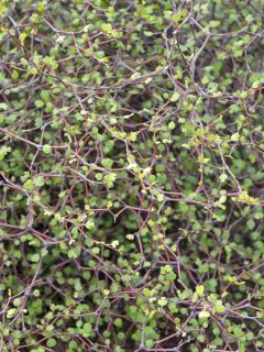 Muehlenbeckia astonii - lentille arbustive