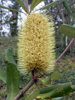 Banksia integrifolia - Banksia côtier