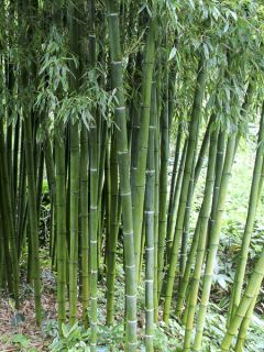 Phyllostachys rubromarginata - Bambou moyen