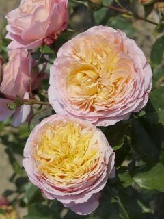 Rosier à grandes fleurs Domaine de Chantilly en racines nues.