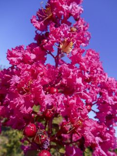 Lagerstroemia indica Souvenir d'André Desmartis - Lilas des Indes	