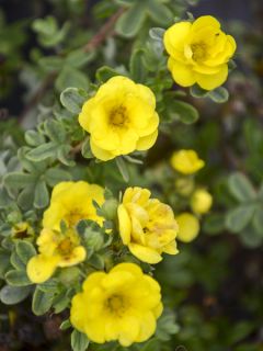 Potentilla fruticosa Citrus Tart
