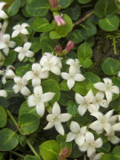 Mitchella repens - Pain de perdrix                      