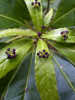 Helwingia himalaica - Helwingie de l'Himalaya