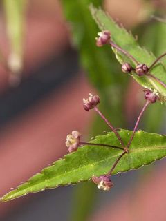 Helwingia chinensis - Helwingie de Chine
