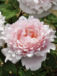 Rosier 'Sophie Rochas'