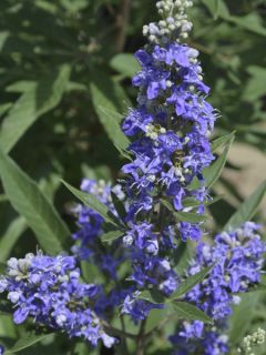 Vitex agnus-castus Blue Puffball - Gattilier