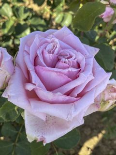 Rosier 'Parfum de Liberté'