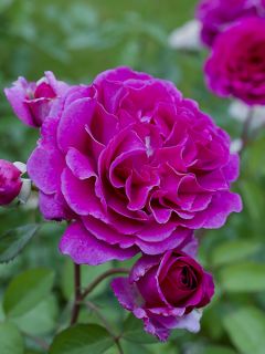Rosier Décorosiers Purple Voluptia