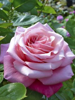 Rosier Décorosiers Pink Voluptia