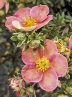 Potentilla fructicosa Glamour Girl - Potentille arbustive