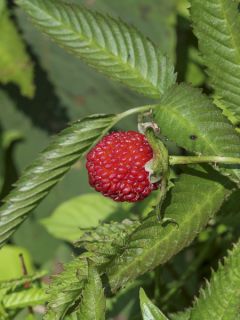 Rubus illecebrosus - Framboisier fraise japonais