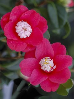 Camélia classique - Camélia Marshmallow Camélia classique - Camélia Marshmallow