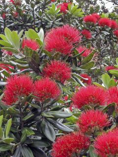 Metrosideros excelsa - Arbre de Noël de Nouvelle-Zélande Metrosideros excelsa - Arbre de Noël de Nouvelle-Zélande