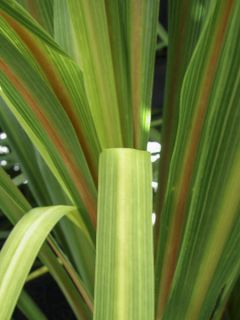 Cordyline australis Peko