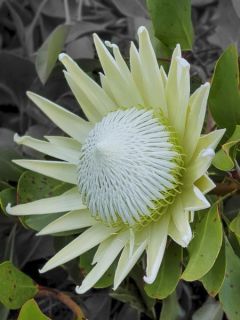 Protea White Crown - Protée royale miniature Protea White Crown - Protée royale miniature