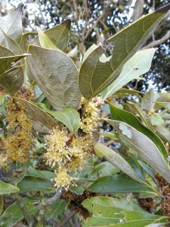 Neolitsea sericea Neolitsea sericea