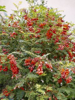 Sesbania punicea - Flamboyant d'Hyères