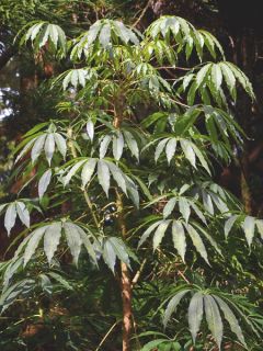 Scheffléria taiwaniana