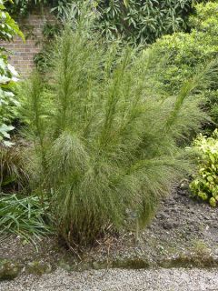 Ischyrolepis subverticillata