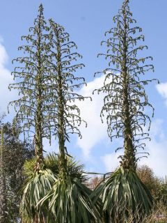 Pluie d'étoiles du Mexique