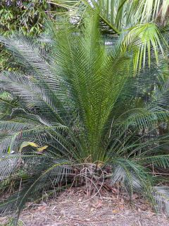 Macrozamia communis