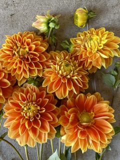 Dahlia décoratif Myrthe