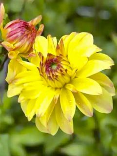 Dahlia décoratif Parasol