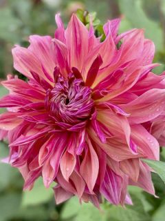 Dahlia décoratif Penhill Dark Monarch