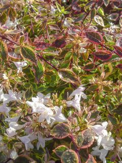 Abelia grandiflora Sunshine Daydream 