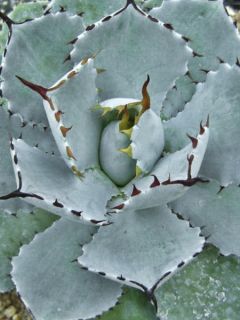 Agave isthmensis