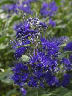 Caryopteris x clandonensis Camara Dark Blue - Spirée bleue