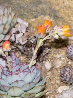 Echeveria derenbergii 