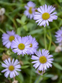 Erigeron karvinskianus Lavender Lady - Vergerette