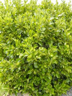Griselinia lucida - Griselinie luisante