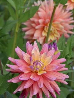 Dahlia cactus Rainbow Silence