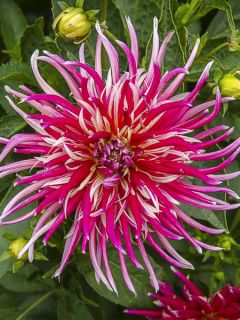 Dahlia cactus Samouraï