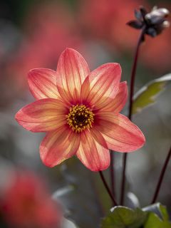 Dahlia paysage Schippers Bronze