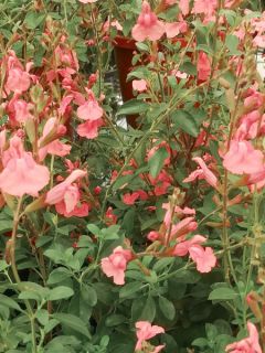 Salvia Papajan - sauge arbustive Salvia Papajan - sauge arbustive