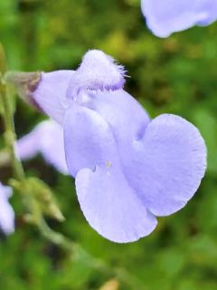 Sauge à petites feuilles 'Delice Aquamarine'