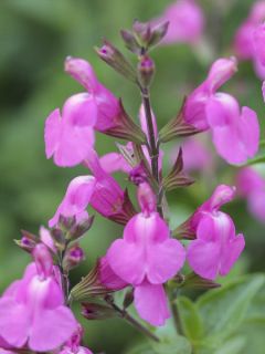 Salvia x jamensis Delice Roselilac - sauge arbustive Salvia x jamensis Delice Roselilac - sauge arbustive
