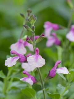 Salvia Delice Gold and Wine - sauge arbustive