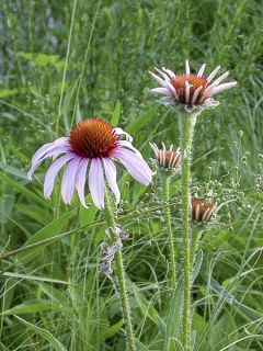 Echinacea-angustifolia